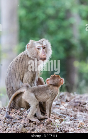 Les jeunes macaques à longue queue (Macaca fascicularis) près de sa mère à Angkor Thom, Siem Reap, Cambodge, Indochine, Asie du sud-est Banque D'Images