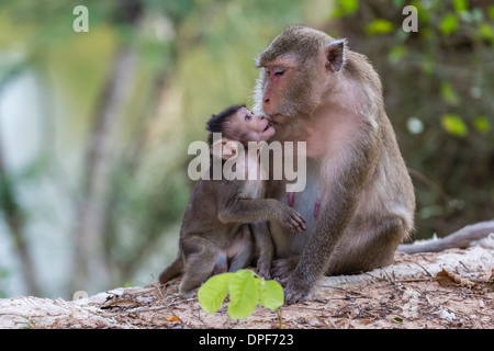 Les jeunes macaques à longue queue (Macaca fascicularis) nuzzling sa mère à Angkor Thom, Siem Reap, Cambodge Banque D'Images