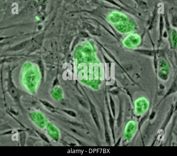 Micrograph Light de cellules souches embryonnaires de souris Banque D'Images