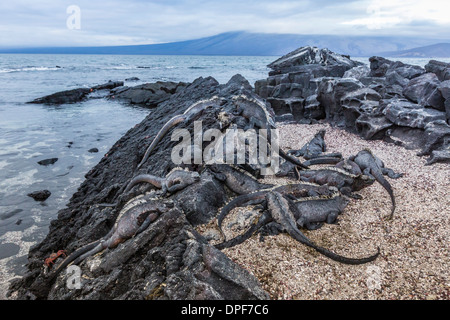 Galapagos iguanes marins adultes (Amblyrhynchus cristatus) au soleil sur l'île de Fernandina, îles Galapagos, Equateur, Site de l'UNESCO Banque D'Images
