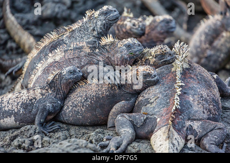 Iguane marin des Galapagos (Amblyrhynchus cristatus) se dorant dans Puerto Egas, l'île de Santiago, îles Galapagos, Equateur Banque D'Images