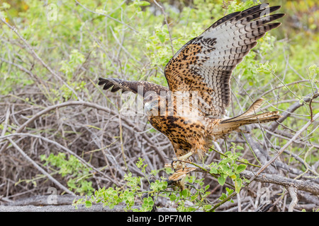 Galapagos immatures (Buteo galapagoensis) dans la baie Urbina, Isabela Island, îles Galapagos, Equateur, Amérique du Sud Banque D'Images