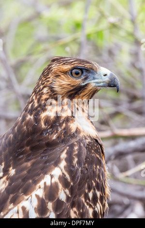 Galapagos immatures (Buteo galapagoensis) dans la baie Urbina, Isabela Island, îles Galapagos, Equateur, Amérique du Sud Banque D'Images