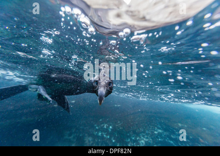 Curieux cormoran aptère (Phalacrocorax harrisi) au sous-marin de l'île Isabela, l'anse du Tage, îles Galapagos, Equateur Banque D'Images