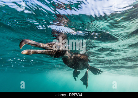 Curieux cormoran aptère (Phalacrocorax harrisi) au sous-marin de l'île Isabela, l'anse du Tage, îles Galapagos, Equateur Banque D'Images