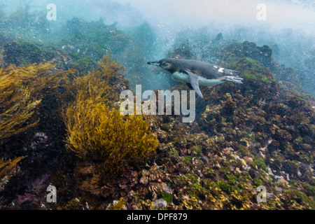 Îles Galápagos (Spheniscus mendiculus) au sous-marin de l'île Isabela, îles Galapagos, Equateur, Amérique du Sud Banque D'Images