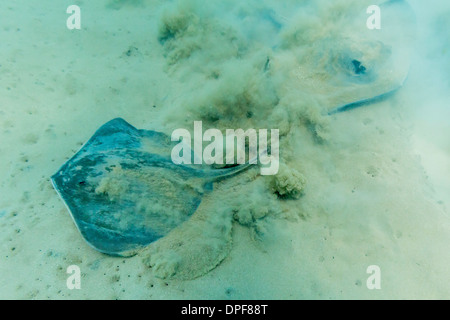 Stingray (Dasyatis spp.), sur le fond de sable peu profond à Bartolome Island, îles Galapagos, Equateur, Amérique du Sud Banque D'Images