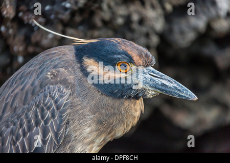 Jaune-adultes (Nyctanassa violacea), Puerto Egas, l'île de Santiago, îles Galapagos, Equateur, Amérique du Sud Banque D'Images