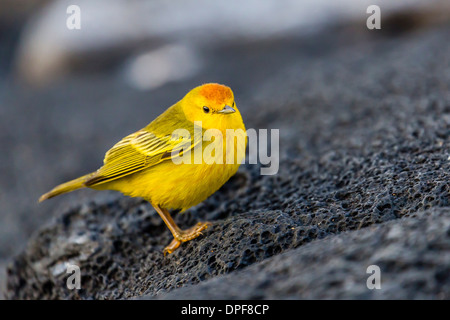 Galapagos adulte mâle paruline jaune (Setophaga petechia aureola) à Puerto Egas, l'île de Santiago, îles Galapagos, Equateur Banque D'Images