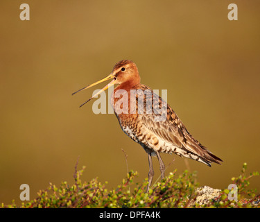 Barge à queue noire (Limosa limosa), le lac Myvatn, l'Islande, les régions polaires Banque D'Images