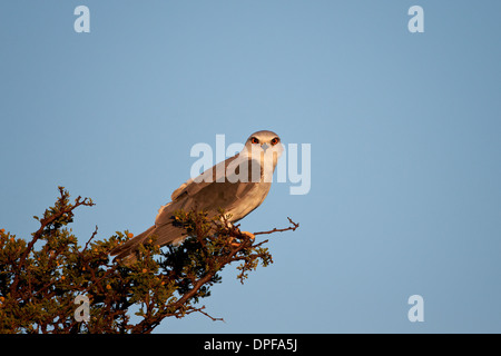 Black-shouldered kite (Elanus caeruleus), Mountain Zebra National Park, Afrique du Sud, l'Afrique Banque D'Images