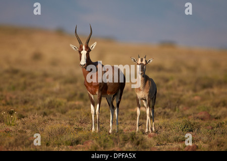 Blesbok (Damaliscus pygargus phillipsi) Brebis et l'agneau, le Mountain Zebra National Park, Afrique du Sud, l'Afrique Banque D'Images