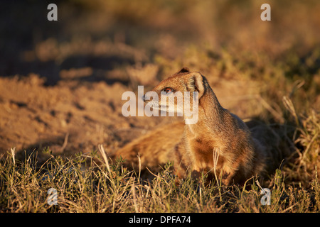 (Cynictis penicillata mangouste jaune), Mountain Zebra National Park, Afrique du Sud, l'Afrique Banque D'Images