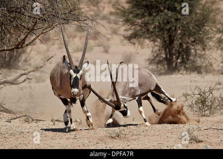 Deux gemsbok (Oryx d'Afrique du Sud) (Oryx gazella) combats, Kgalagadi Transfrontier Park, Afrique du Sud Banque D'Images