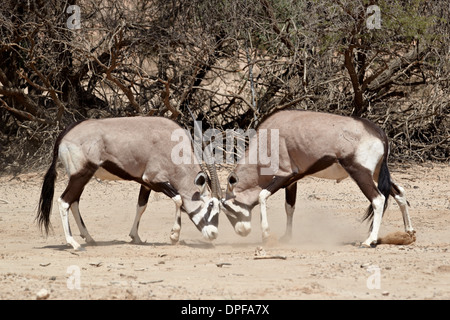 Deux gemsbok (Oryx d'Afrique du Sud) (Oryx gazella) combats, Kgalagadi Transfrontier Park, Afrique du Sud Banque D'Images