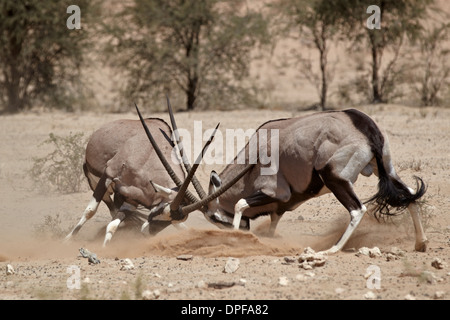 Deux gemsbok (Oryx d'Afrique du Sud) (Oryx gazella) combats, Kgalagadi Transfrontier Park, Afrique du Sud Banque D'Images