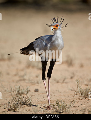Secretarybird (Sagittaire) serpentarius, Kgalagadi Transfrontier Park, Afrique du Sud Banque D'Images