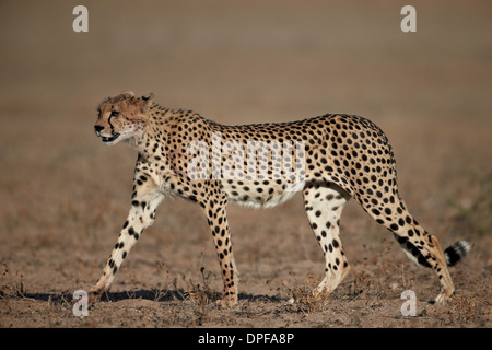 Le Guépard (Acinonyx jubatus), Kgalagadi Transfrontier Park, qui englobe l'ancien Kalahari Gemsbok National Park, Afrique du Sud Banque D'Images