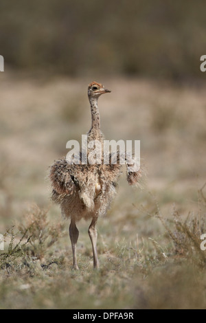 Autruche commune (Struthio camelus) chick, Kgalagadi Transfrontier Park, Afrique du Sud Banque D'Images