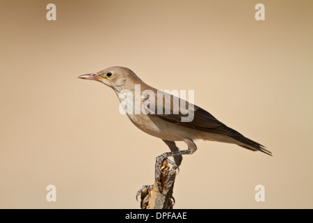 Réorganisation de Starling (Creatophora cinerea) en plumage non-reproduction, Kgalagadi Transfrontier Park, Afrique du Sud Banque D'Images