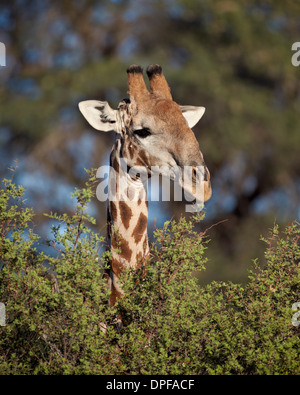 Cape Girafe (Giraffa camelopardalis giraffa) alimentation, Kgalagadi Transfrontier Park, Afrique du Sud Banque D'Images