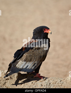 Bateleur (Terathopius ecaudatus), Kgalagadi Transfrontier Park, Afrique du Sud Banque D'Images