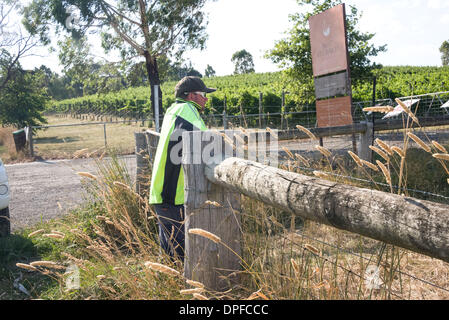 Brousse victorienne au cours de la vague de janvier 2014 tempertures de 44C hors de contrôle au sol de kangourou Panton Hill Melbourne fire Banque D'Images