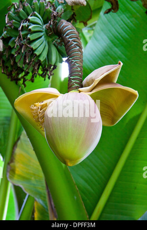 Banana flower close-up pour l'utilisation d'arrière-plan Banque D'Images