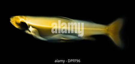 X-ray colorisée d'un poisson la truite Banque D'Images