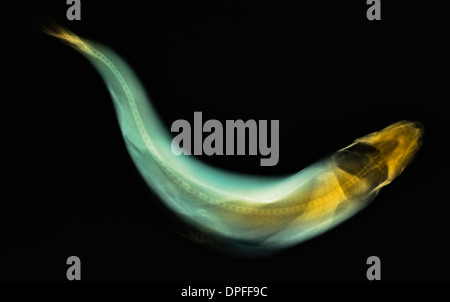 X-ray colorisée d'un poisson la truite Banque D'Images
