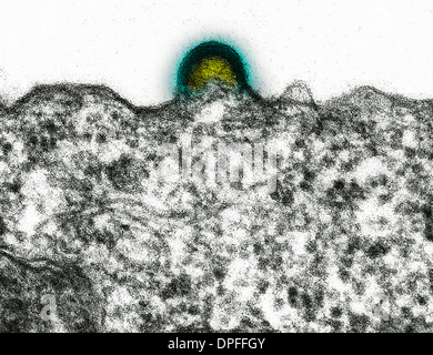 De TEM LE SIDA, le VIH-1, l'obtention d'un lymphocyte Banque D'Images