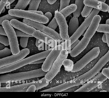 SEM d'Escherichia coli Banque D'Images