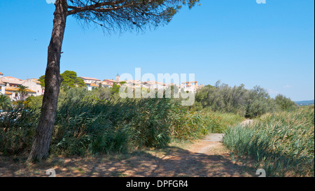 Bages, dans le sud de la France, de l'arbres de pins près de la mer. Banque D'Images