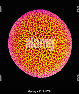 SEM de géranium de pollen. Banque D'Images