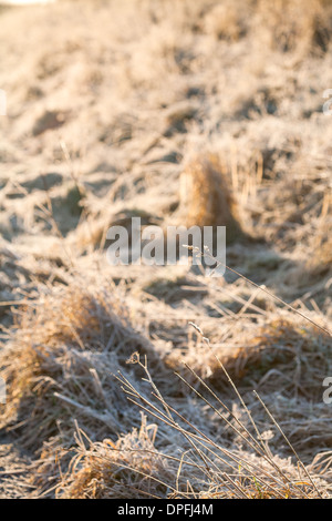 Soleil matinal sur les gelées de la campagne.Écosse Royaume-Uni Banque D'Images