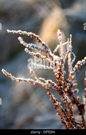 Soleil matinal sur la campagne de givre, Ecosse Royaume-Uni Banque D'Images