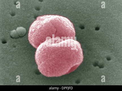 SEM de bactéries Streptococcus pneumoniae Banque D'Images