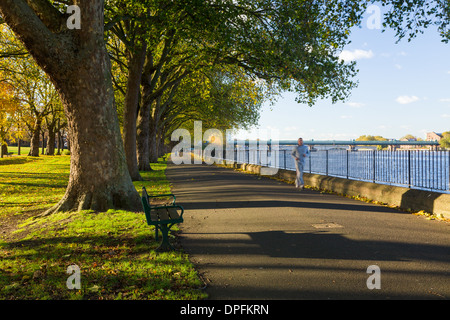 Un jogger s'exécute par la Tamise sous une allée de platanes dans Wandsworth Park, Putney, Londres. Novembre 2013 Banque D'Images