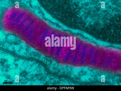 Du tissu pulmonaire TEM Banque D'Images