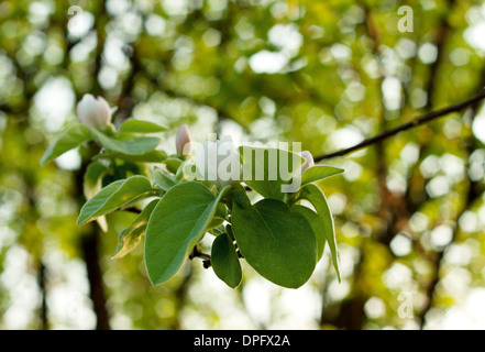 La direction générale à la fleur et bud dans un contexte d'arbres Banque D'Images