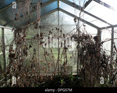 Les morts avec les plants de tomates et blighte feuilles en hiver jardin Carmarthenshire Wales UK KATHY DEWITT Banque D'Images