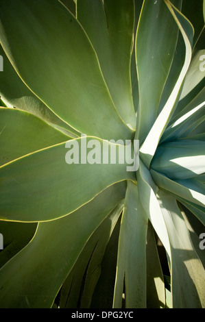 L'usine de vera d'aloès succulentes plantes succulentes Royaume Plantae Clade Angiospermes Clade Monocotylédones Ordre Brassicoideae Famille Xanthorrho Banque D'Images