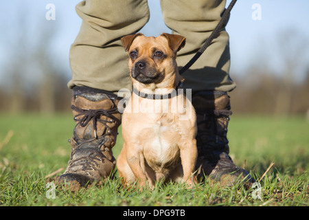 Une croix Jack Russel terrier Pug assis avec son propriétaire sur un faisan tourner en Angleterre Banque D'Images