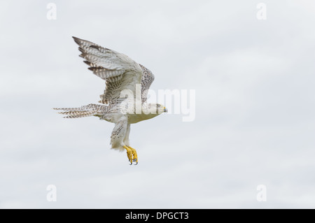 Gerfalke, Faucon gerfaut (Falco rusticolus), Banque D'Images