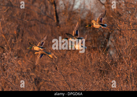 Un groupe de canards colverts (Anas platyrhynchos) suivre une poule en vol, North Texas Banque D'Images