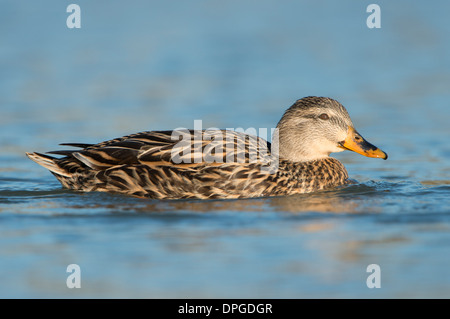 Le Canard colvert (Anas platyrhynchos) Poule, North Texas Banque D'Images