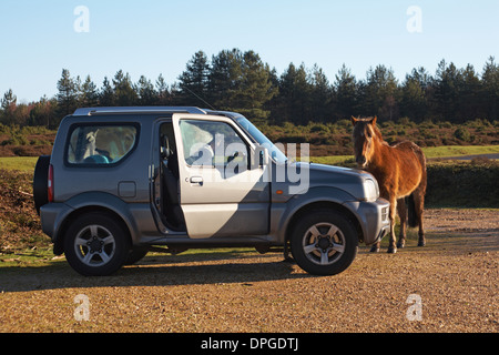 Poney approchant du véhicule stationné à Bratley View, parc national de New Forest, Hampshire, Royaume-Uni en janvier Banque D'Images