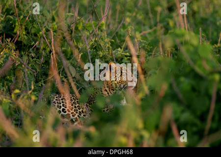 Leopard, le Masai Mara au Kenya Banque D'Images