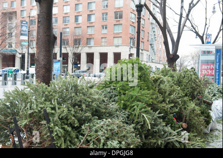 Arbres de Noël, Battery Park City, un quartier de Manhattan. Banque D'Images