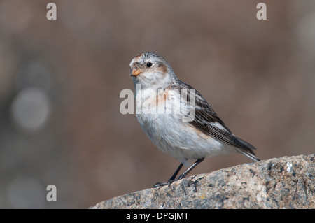 Bruant des neiges (Plectrophenax nivalis). En plumage d'été féminins, de recherche de nourriture dans les rochers sur la côte du Kent au cours de la migration. Banque D'Images